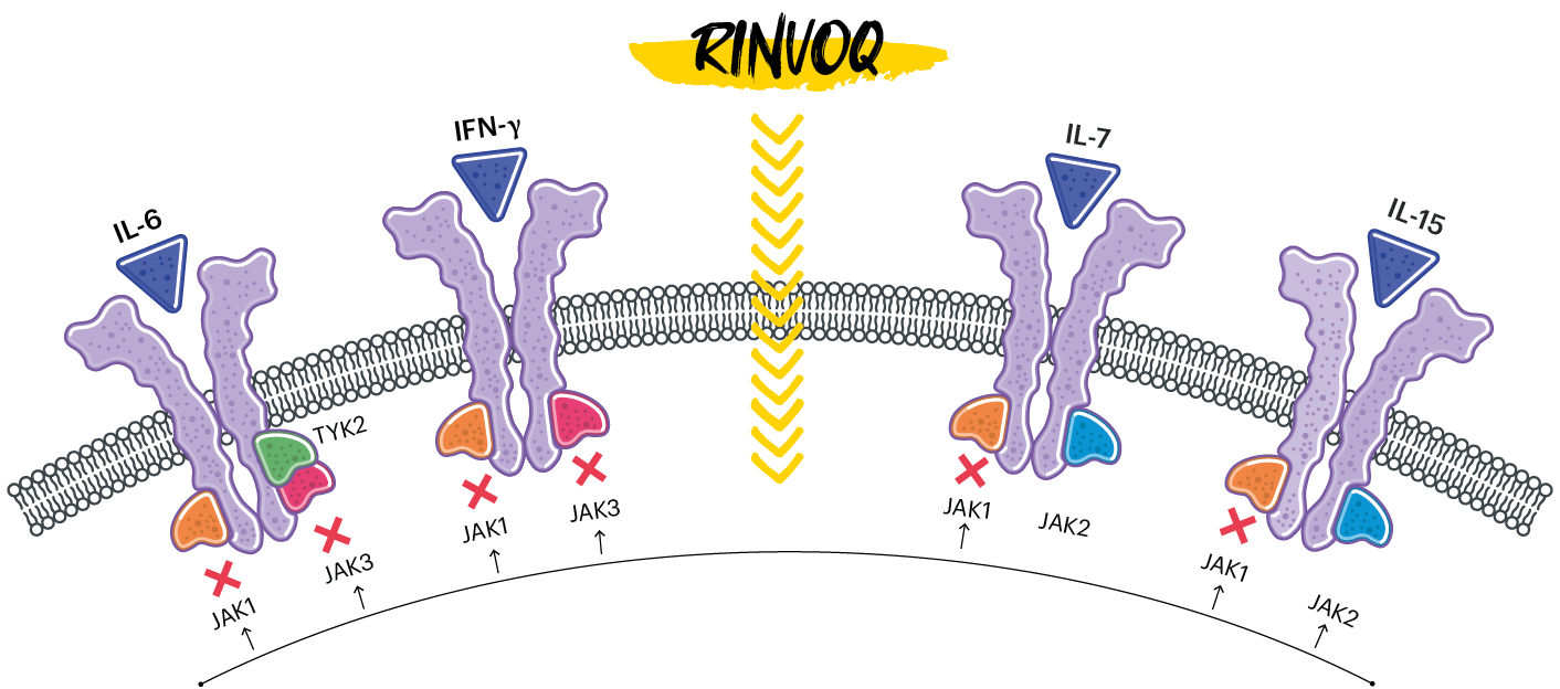 dt-chart-rinvoq-moa-illust-v2