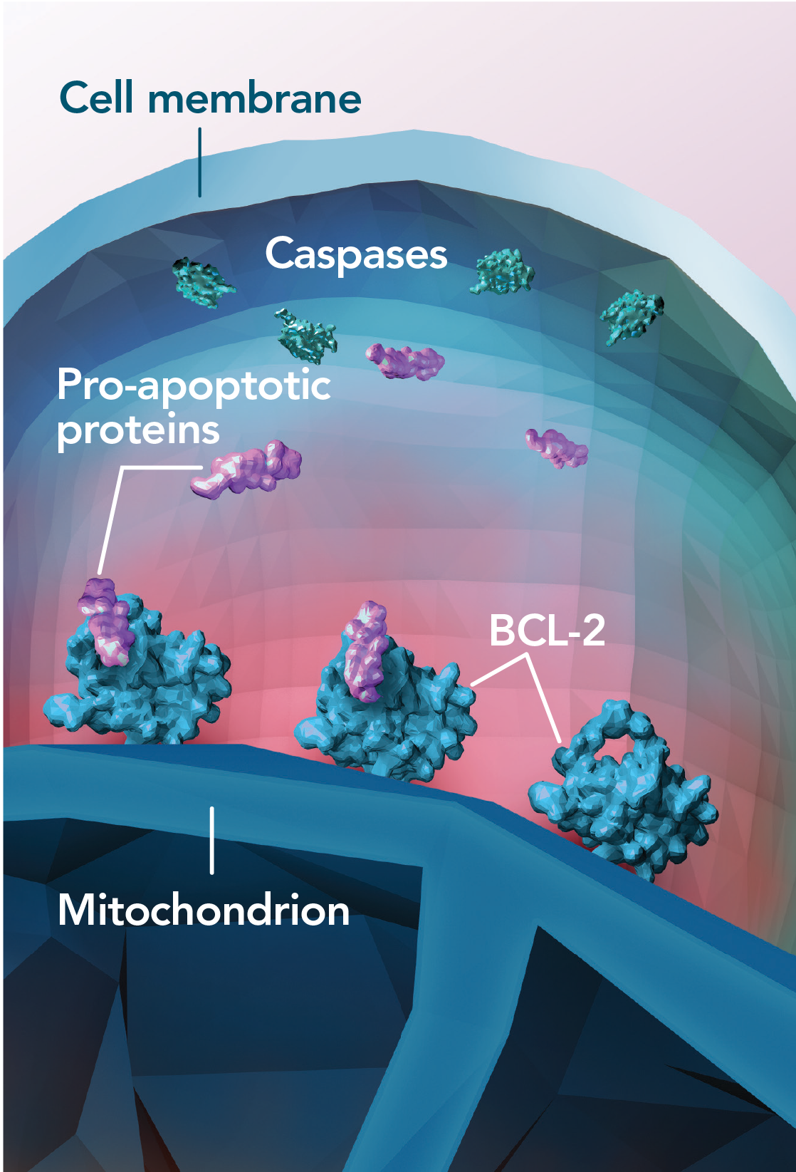 overexpressed-bcl-2-desktop