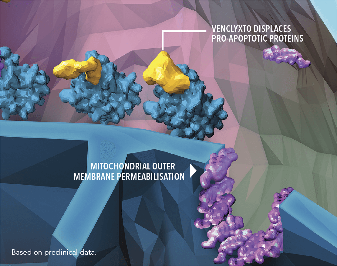 VENCLYXTO displaces pro-apoptotic proteins, helping facilitate mitochondrial outer membrane permeabilization