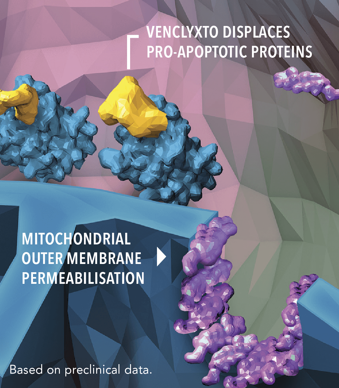 VENCLYXTO displaces pro-apoptotic proteins, helping facilitate mitochondrial outer membrane permeabilization