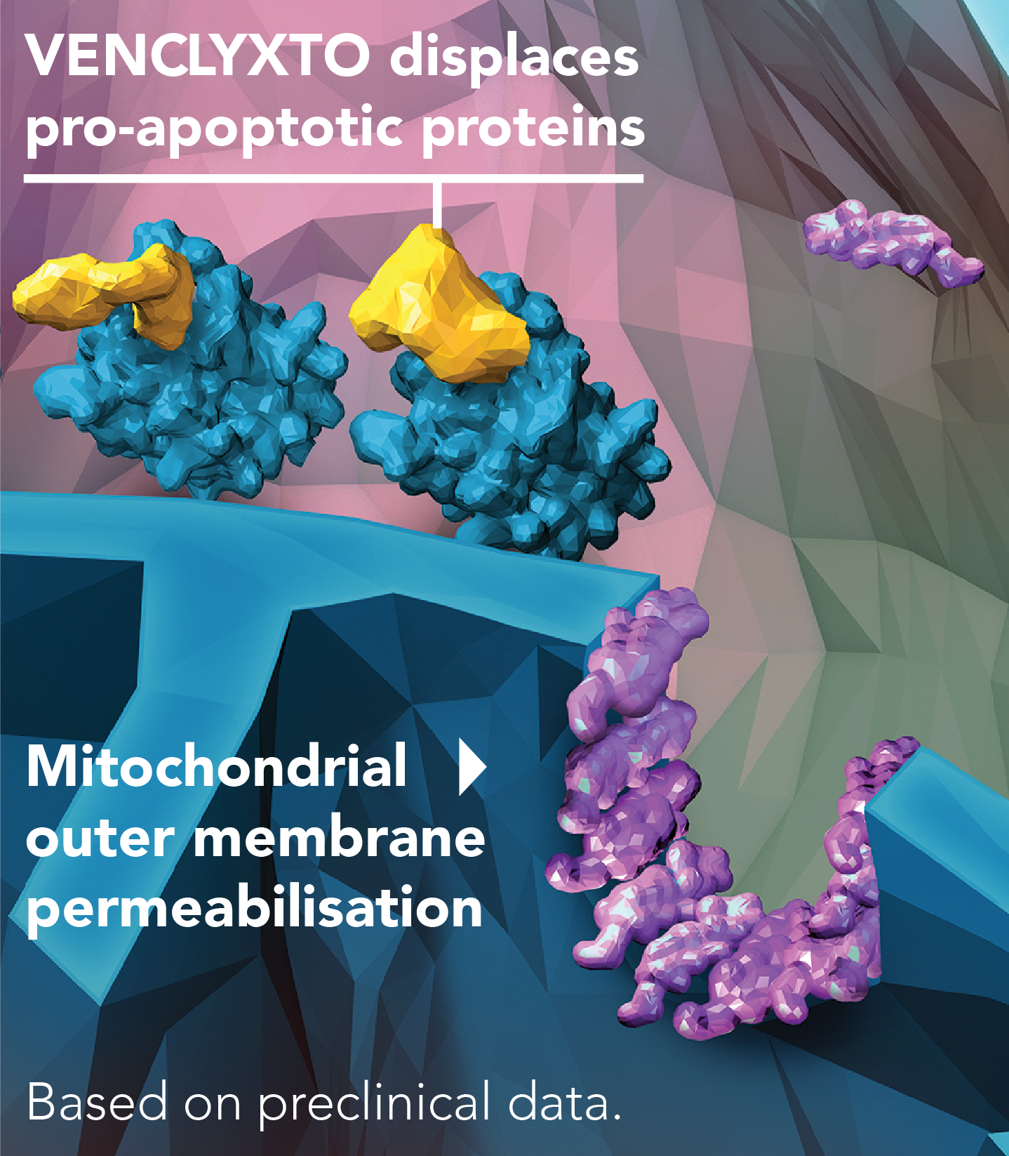VENCLYXTO displaces pro-apoptotic proteins, helping facilitate mitochondrial outer membrane permeabilization