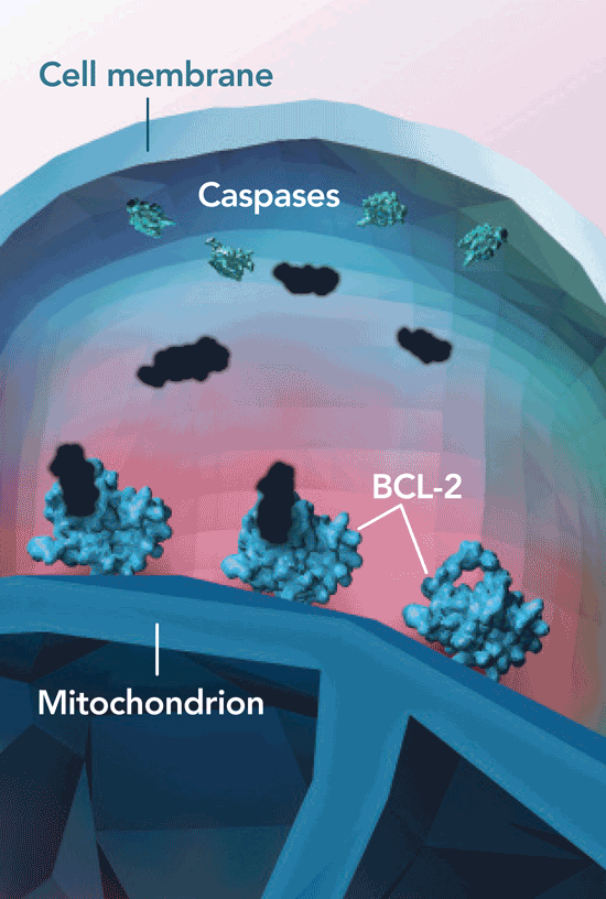VENCLYXTO displaces pro-apoptotic proteins, helping facilitate mitochondrial outer membrane permeabilization
