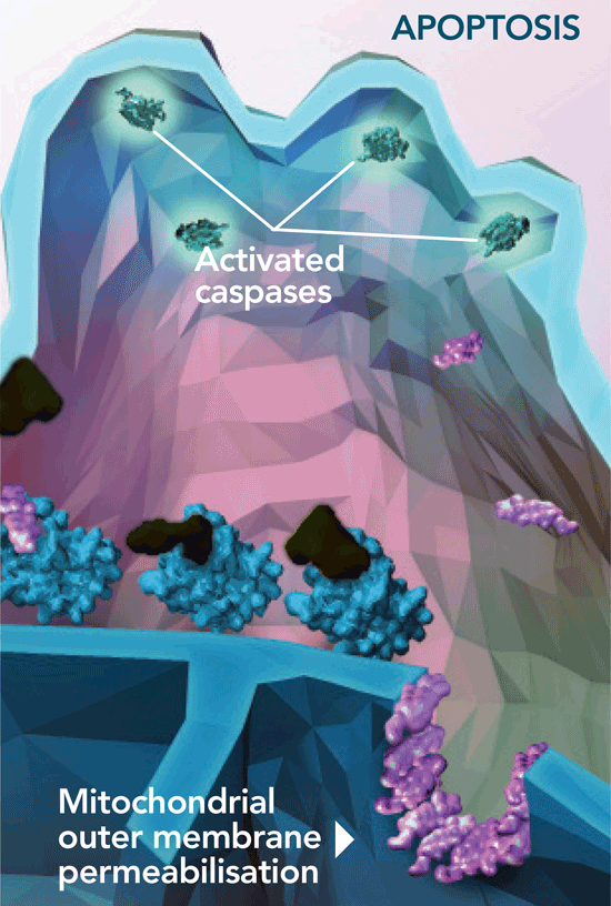 VENCLYXTO displaces pro-apoptotic proteins, helping facilitate mitochondrial outer membrane permeabilization
