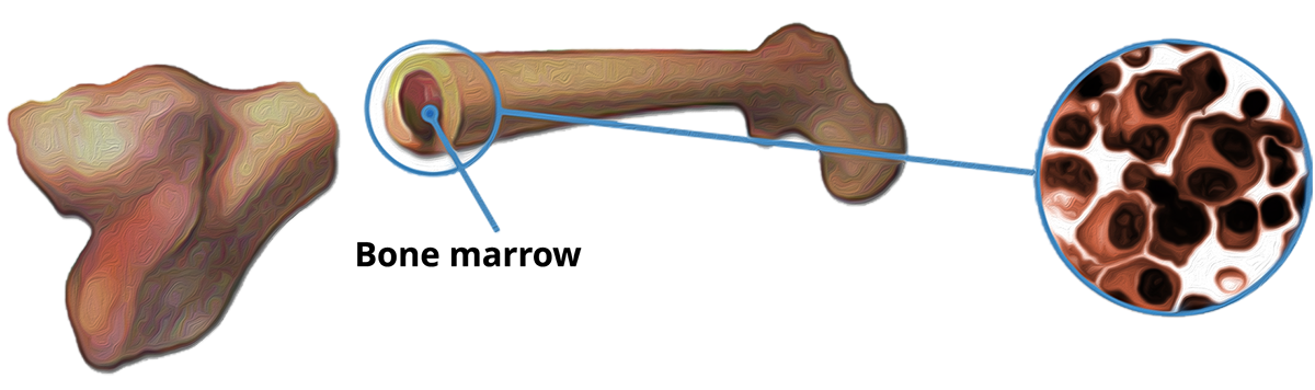 bone-marrow-1200x356px