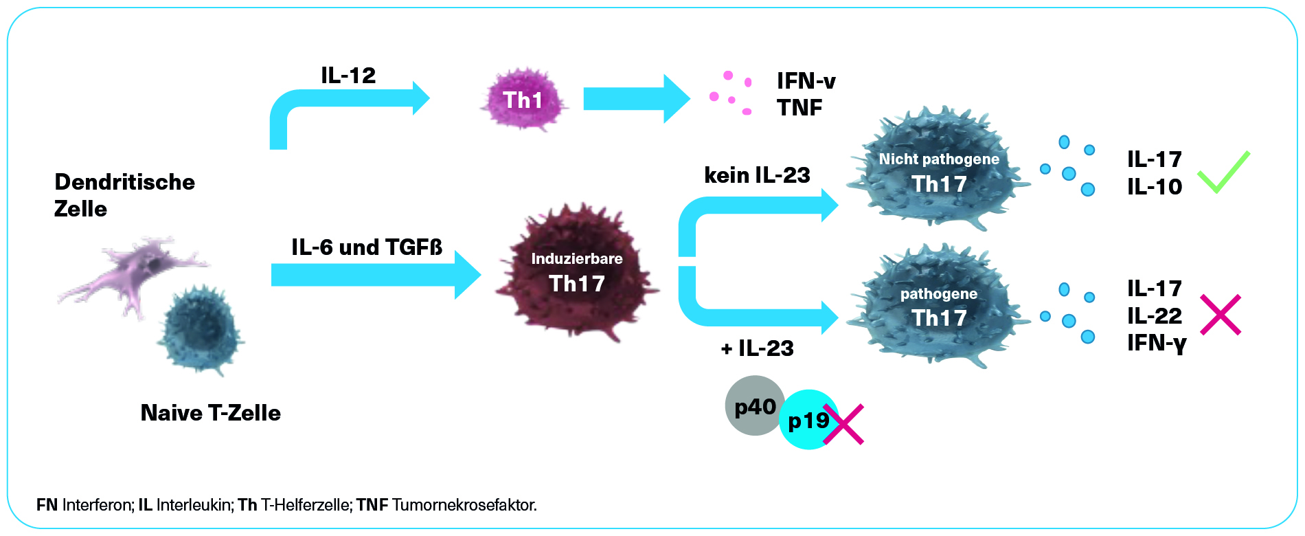 SKYRIZI® Wirkmechanismus