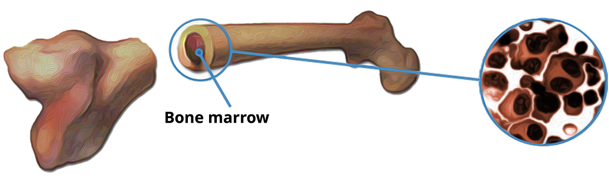 bone-marrow-1200x356px