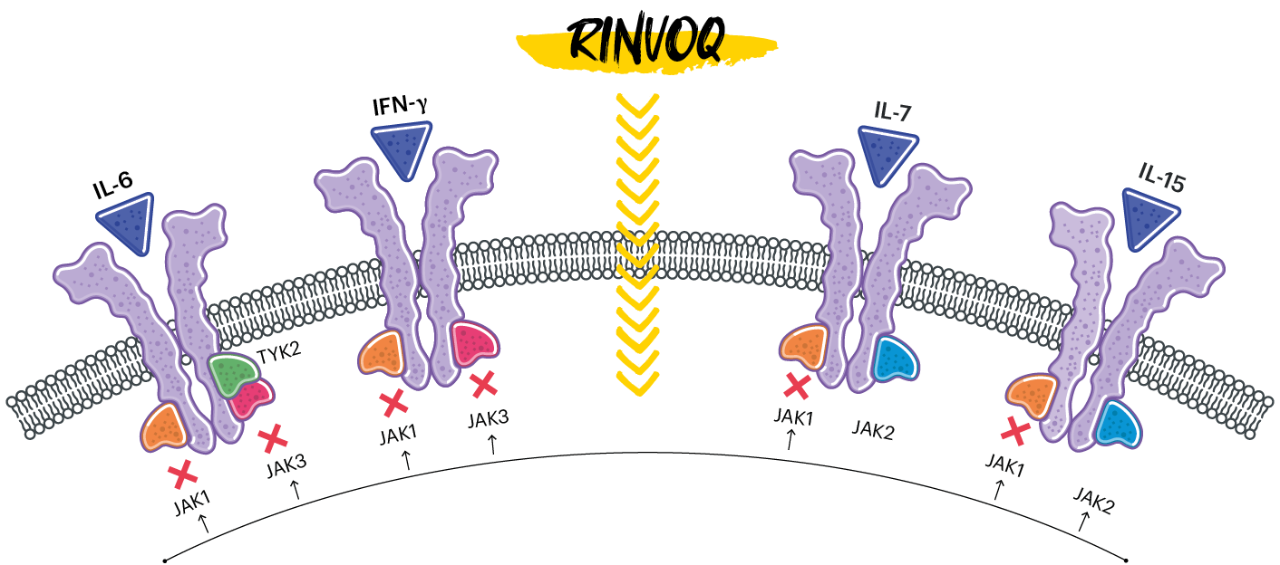 dt-chart-rinvoq-moa-illust-v2