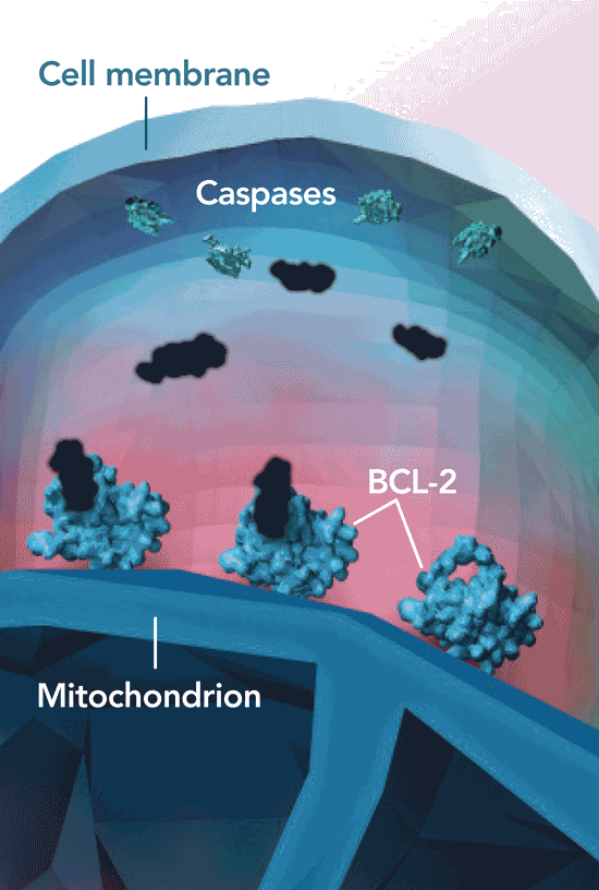 VENCLYXTO displaces pro-apoptotic proteins, helping facilitate mitochondrial outer membrane permeabilization